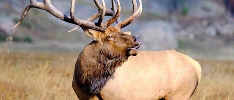 Majestic elk