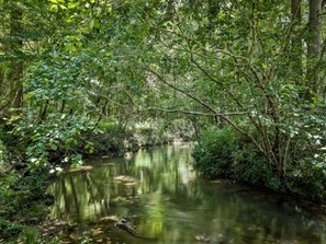 Backyard Creek