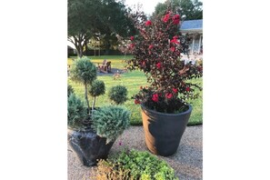 Back of house landscaping
