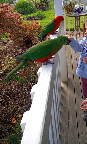 King parrots visit daily