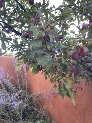 Plum tree in the front courtyard & 100 year old apricot tree on the back patio.