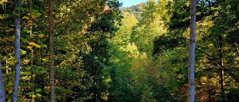 Looking off the back porch in late afternoon.