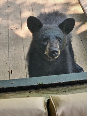 Animaux de compagnie acceptés