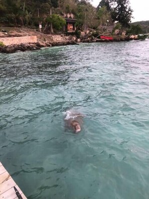 A curious Dugong, right by the jetty. What a treat...Watermark on Moso, Moso Island, Vanuatu