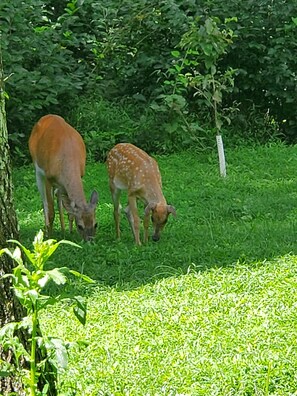 A common sight in our yard