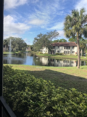 2 lakes with big tortoises and Florida birds in the backyard 