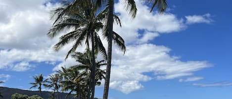 Mokuleia Beach Colony Beachfront