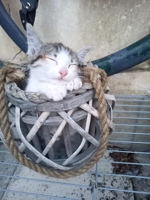 Pet-friendly