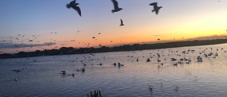 Birdlife arriving home to the sanctuary each evening with a magical sunset