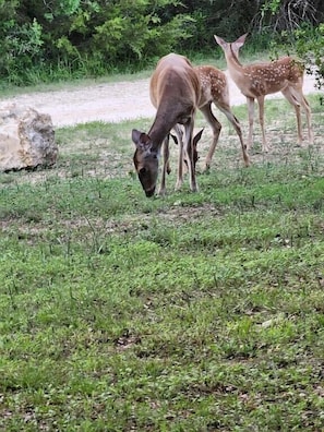 Deer on our property