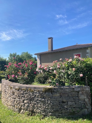 Les rosiers de l'entrée.