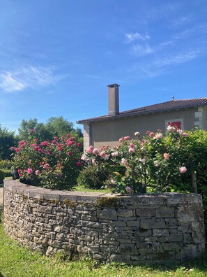 les rosiers de l'entrée.