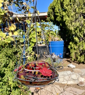 A fearless hummingbird visitor. Pic taken without zoom from back porch chair.