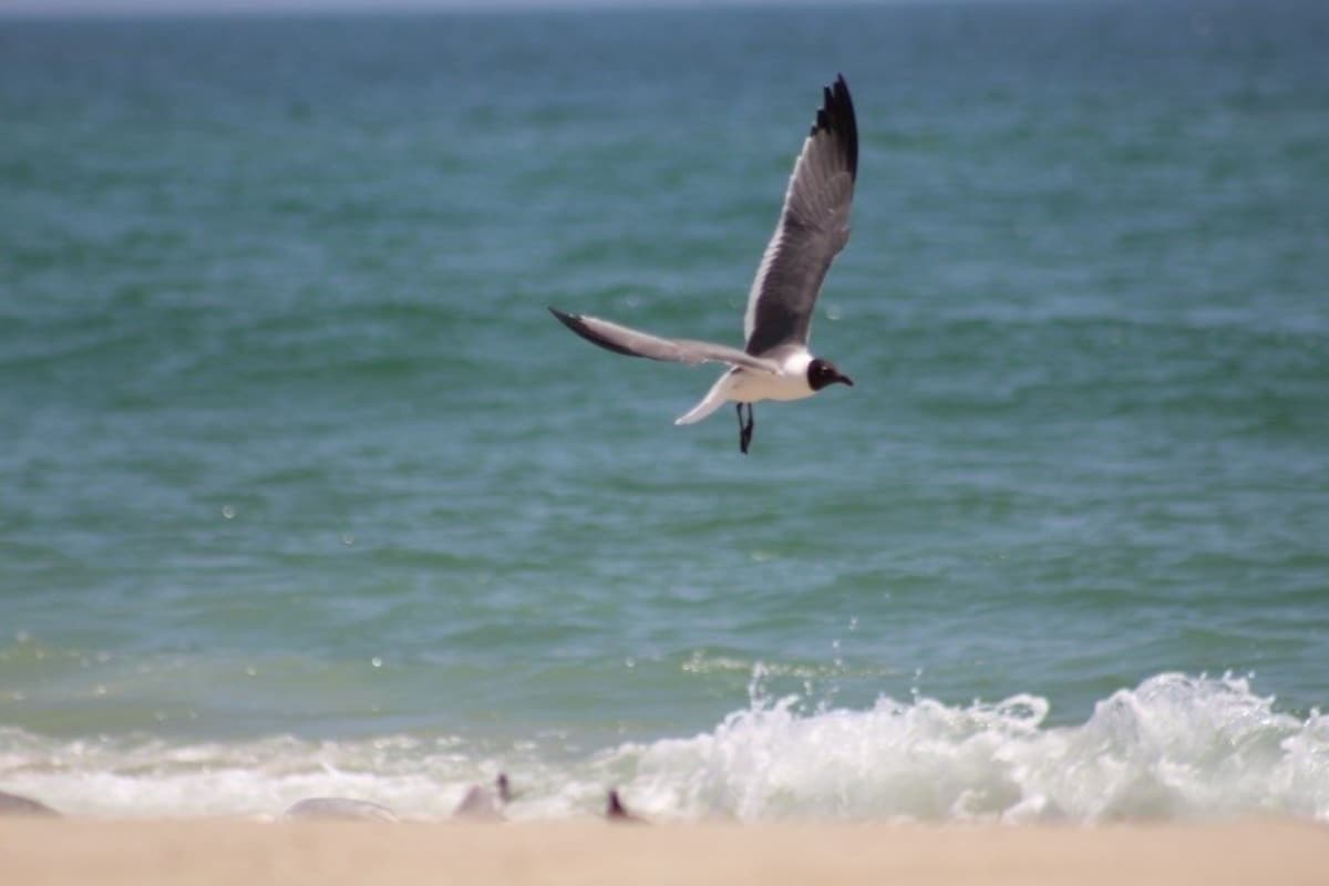 Tuckerton Beach, Cozy Cottage – 22 minutes to LBI!