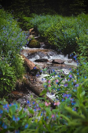 This is the creek that feeds the pond. This year we had beautiful bloom