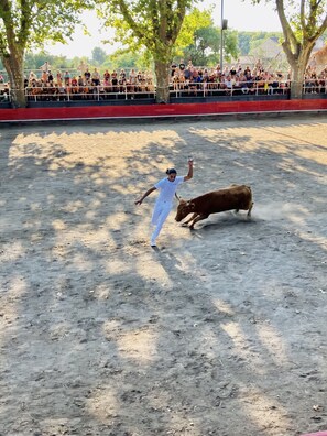 Une course camarguaise aux arènes du Cailar
