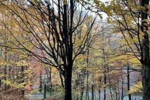 Grandfather views through the trees from the back deck