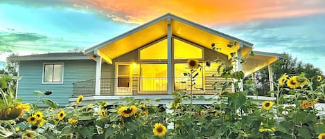 Front yard during sunflower season! 