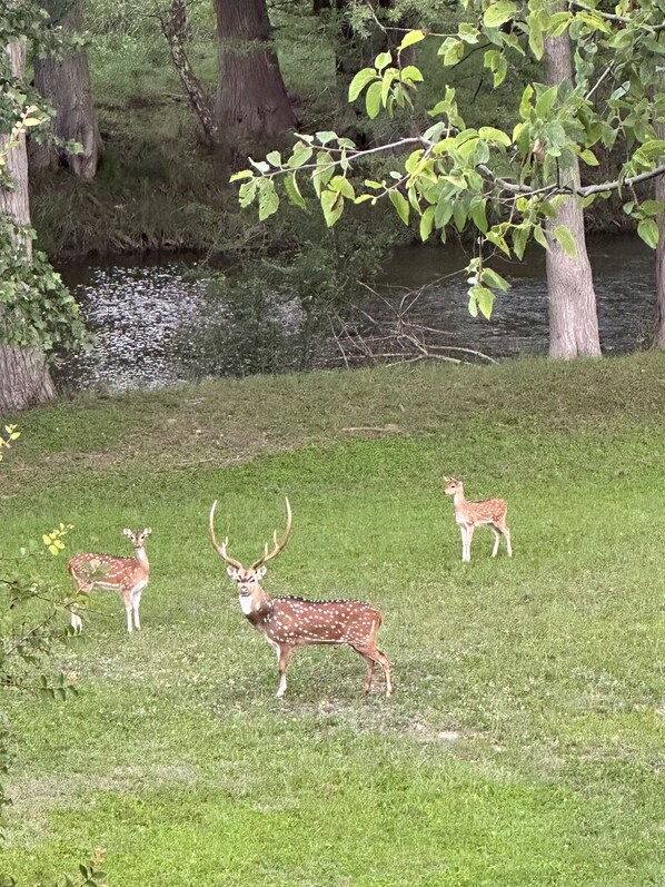 Morning visitors