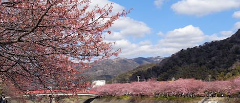 Kawazu Station is a 5-minute walk, and there are supermarkets, drug stores, convenience stores, and restaurants nearby, making it very convenient.