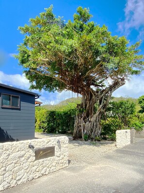 Entrance/Large Banyan tree over 100 years old