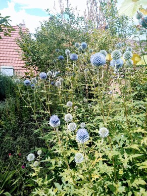 Boendeområde
