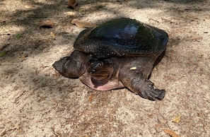 Florida Softshell Turtle laying eggs
