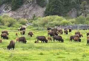 Buffalo herd across the road from the property’s entrance. 
Calving in Spring.