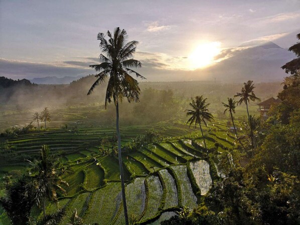 view