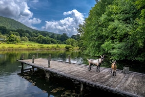 Private Pond - Private pond on the 8 acre property, shared with neighbors