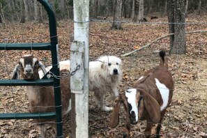 Our Goats and Dog