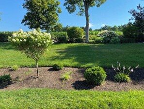 Back yard view.