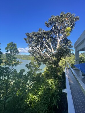 Lake view and Mango Tree (Anselmo is the name of the tree)