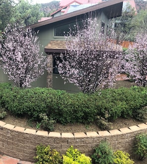 Springtime flowers around the casita.
