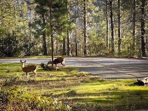 nature all around the property