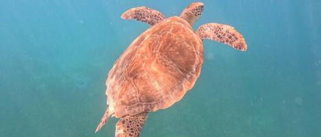 Green Sea Turtle photographed while snorkeling at Fredricksted pier