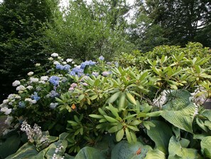 Blume, Pflanze, Baum, Terrestrische Plant, Strauch, Ground, Blühende Pflanze, Landschaft, Halbstrauch, Garten