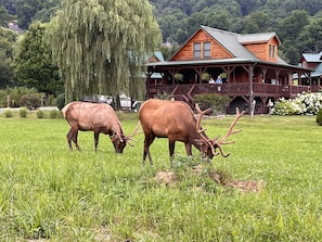 Elk love roaming through the neighborhood and can often be seen every evening.