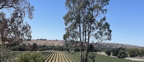 Vineyard view from the kitchen and living room 