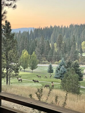 Elk views 11/22