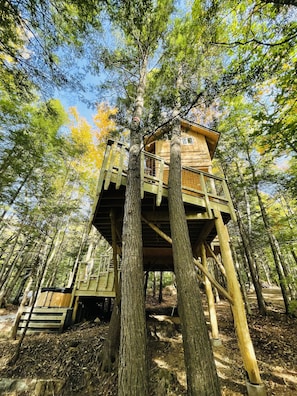 Back of the house is 18' high in 2 Hemlock trees. 