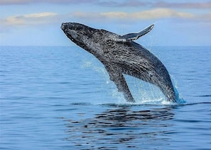 Whale watching is magnificent during season.