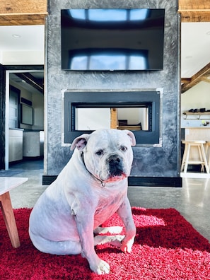 We are proud to welcome dogs (Dave is not included)