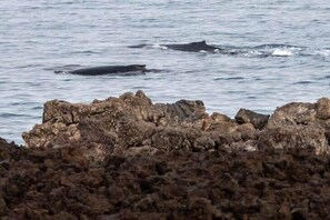 In February of this year a guest  took this photo - he heard whales throughout his stay