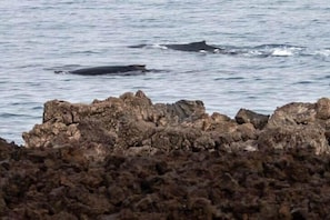 In February of this year a guest took this photo - he heard whales throughout his stay