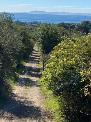 The view down the driveway
