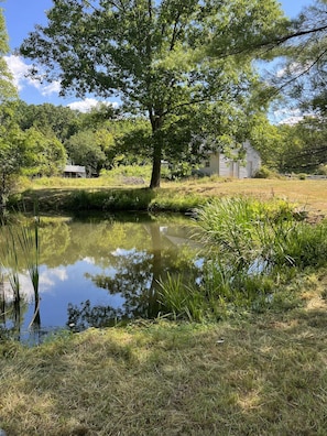 Pond in the backyard