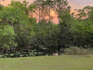 Front pond