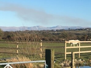 Our field and pony.