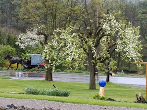 Buggy passing behind blooming fruit trees